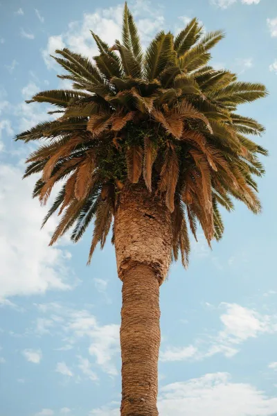 Summer Hues at Villa Dalmacija